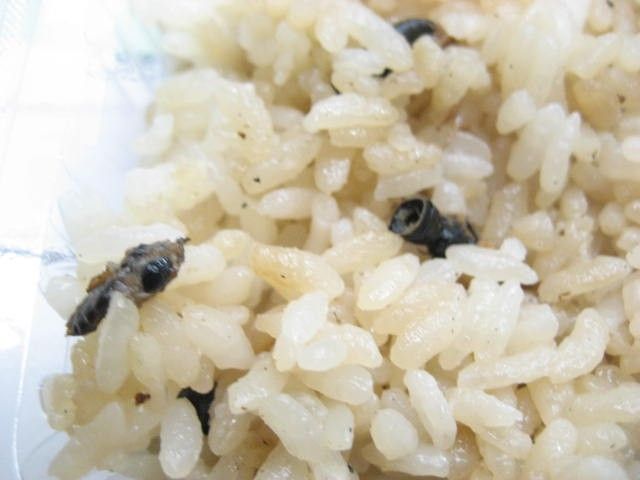 ハチ（蜂）の炊き込みご飯を食べる