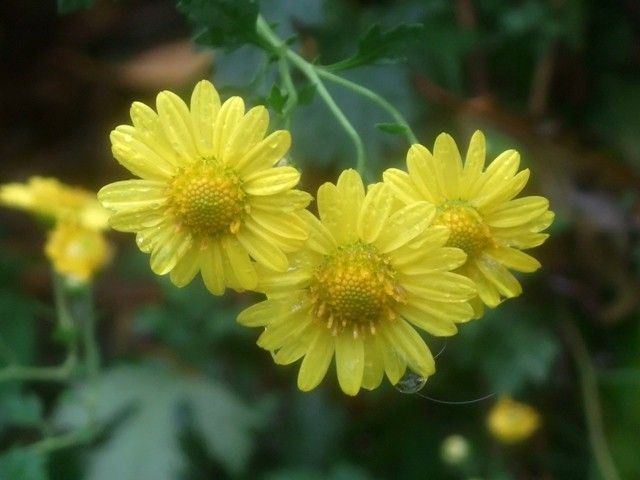 黄花野路菊、足摺野路菊、アメリカコマクサ