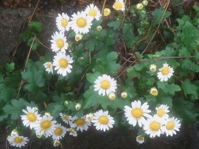 黄花野路菊、足摺野路菊、アメリカコマクサ