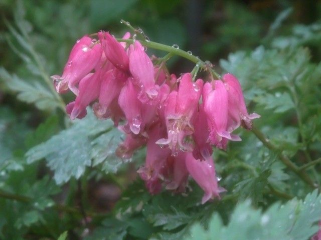 黄花野路菊、足摺野路菊、アメリカコマクサ