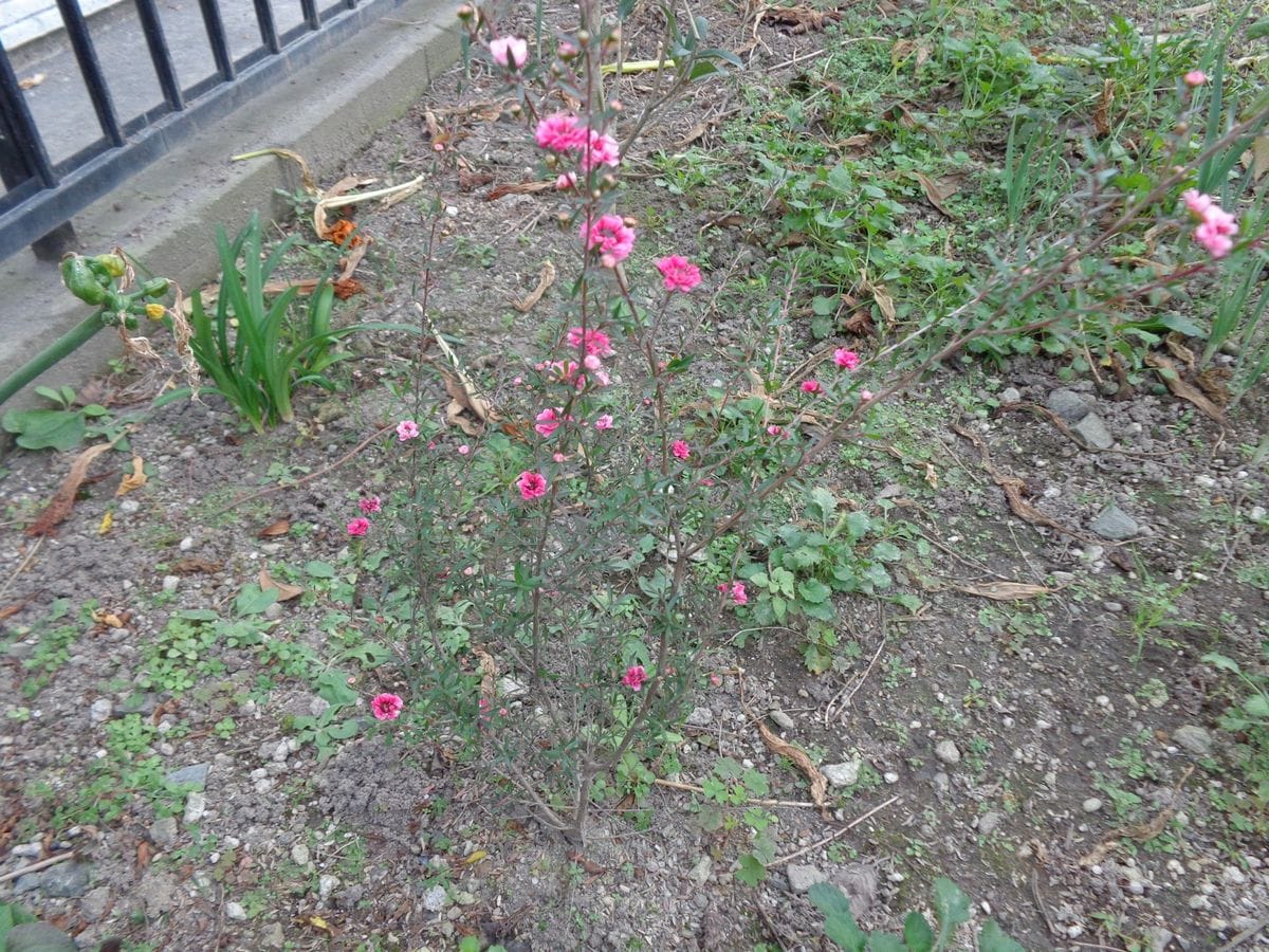 雪柳の花芽、小さいギョリュウバイ