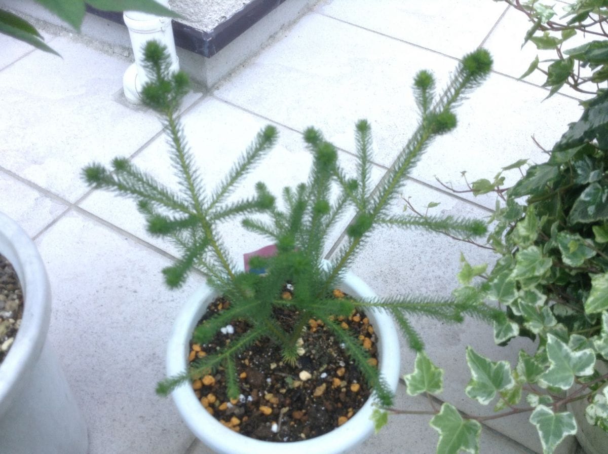 バンジーを植えました。