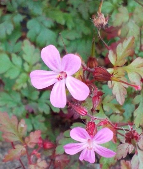 このお花の名前は何だろー