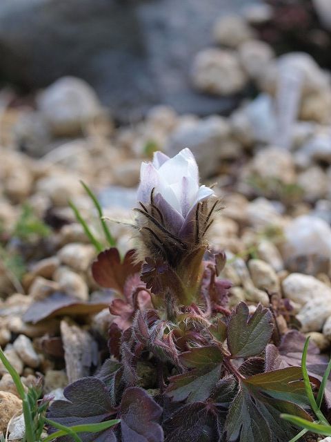 プルサチラの花芽