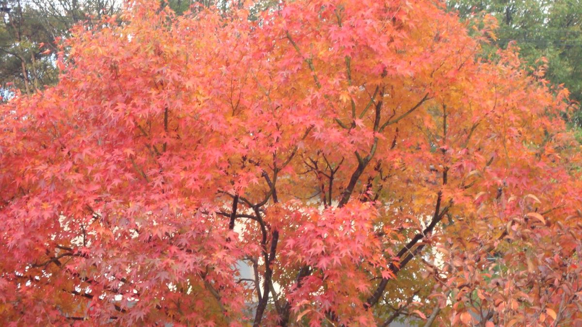 一層紅葉が鮮やかに