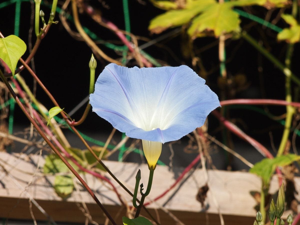 がんばる花たち