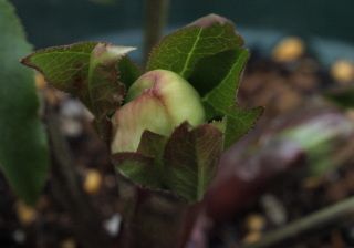 気になる花芽！