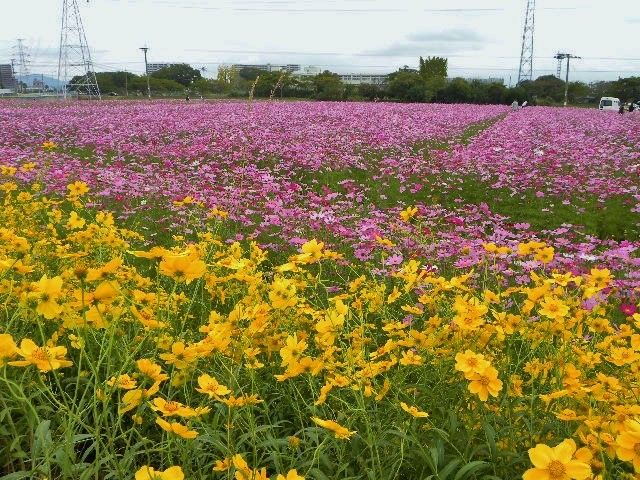 コスモス畑一面に・・・・