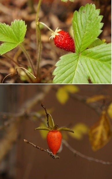 　実　ノボタン　ヤツデの花