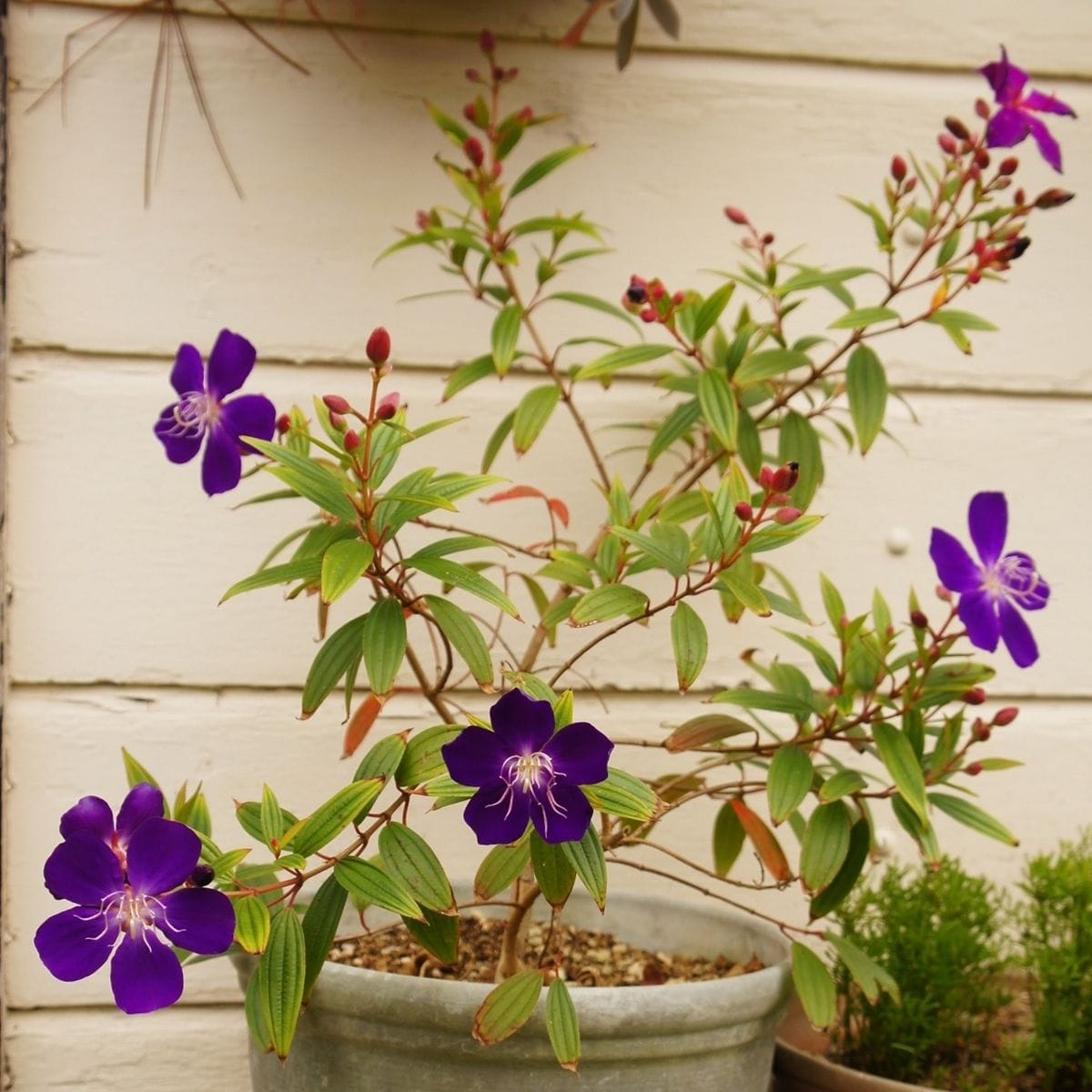 　実　ノボタン　ヤツデの花