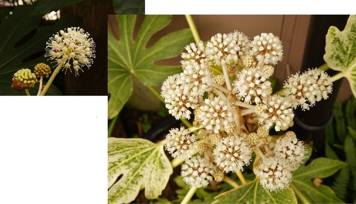 　実　ノボタン　ヤツデの花