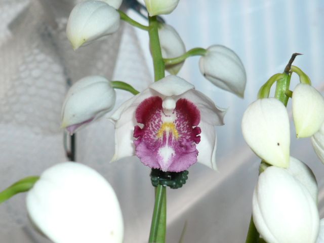 Gs.ｐulchra ‘Fredensborg’