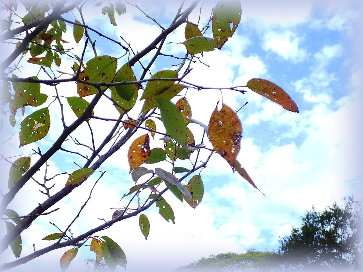 紅葉が始まりました