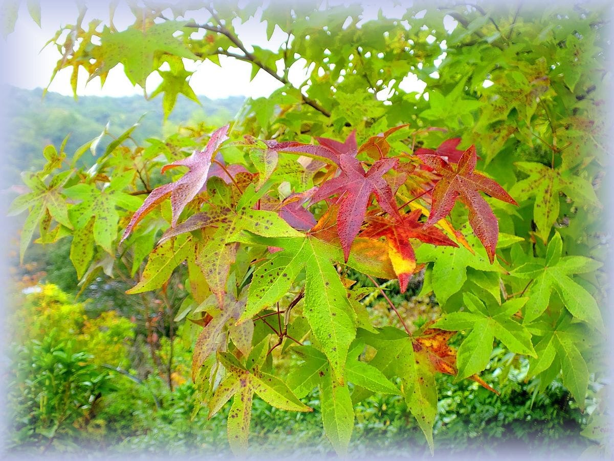 紅葉が始まりました