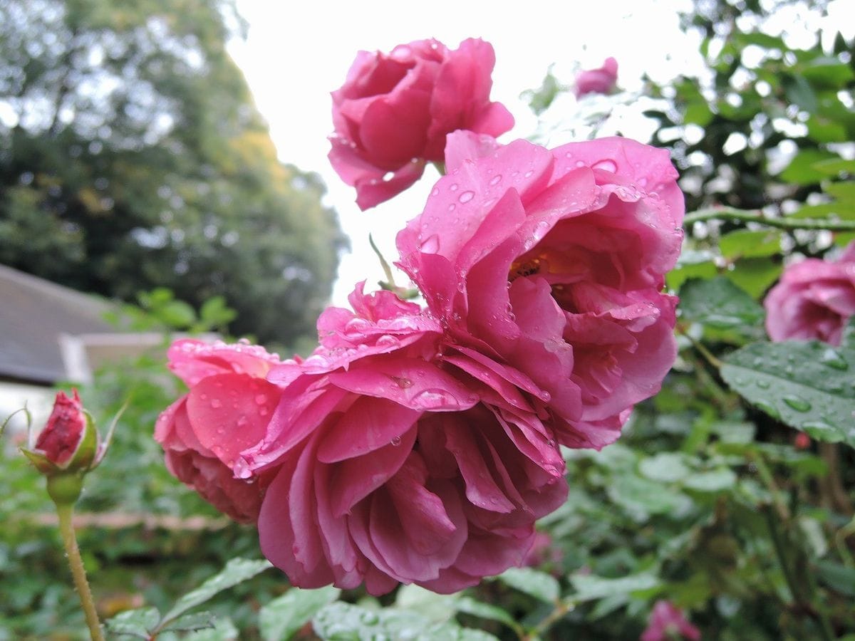 深まる花