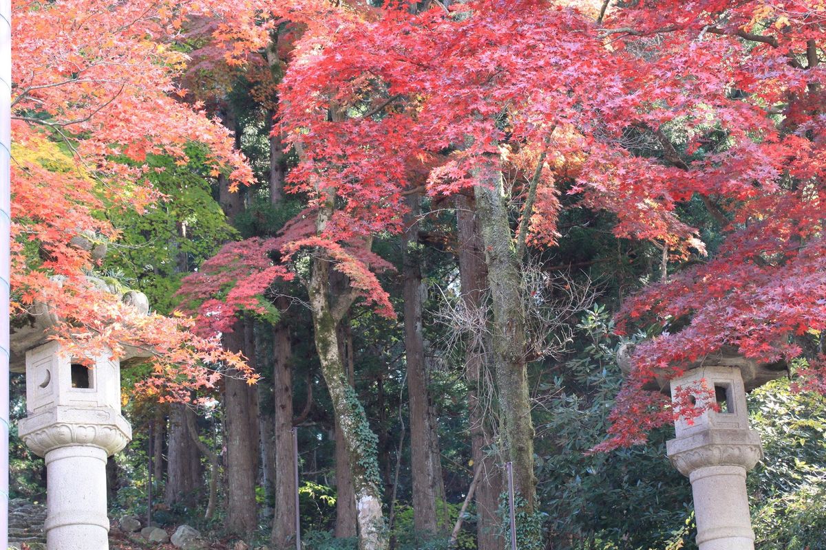 連日…紅葉狩り！