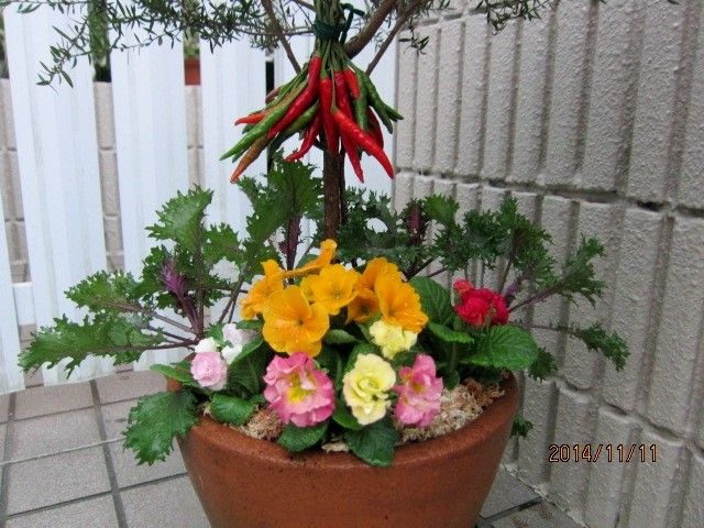 プリムラとハボタンの寄せ植え