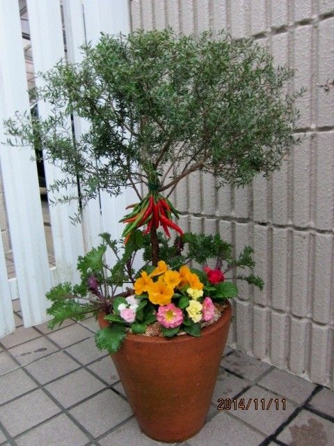 プリムラとハボタンの寄せ植え