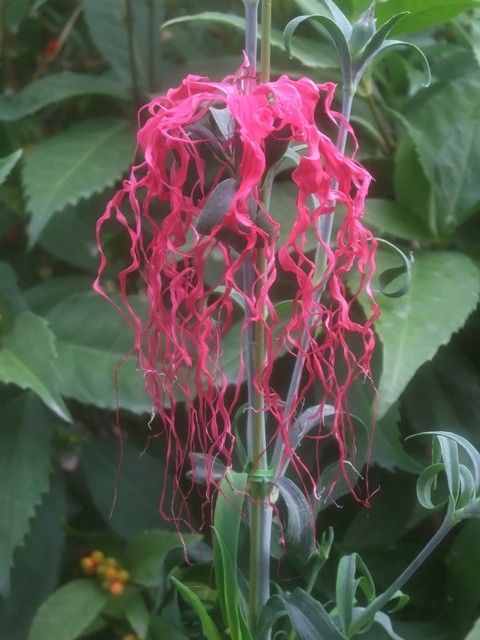 伊勢の三珍花の一つ･･･伊勢撫子です