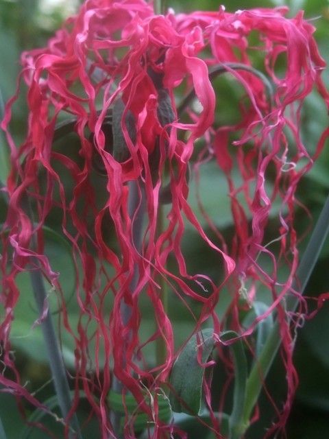 伊勢の三珍花の一つ･･･伊勢撫子です