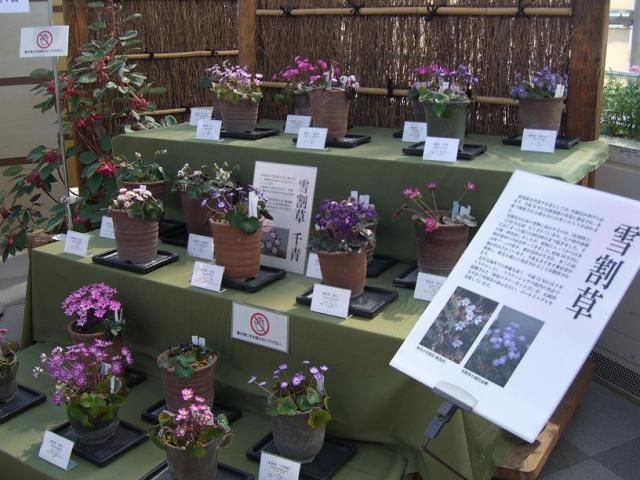 新潟県立植物園②