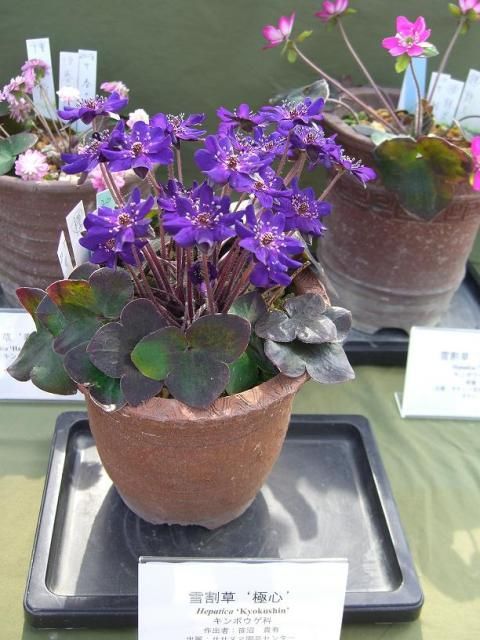 新潟県立植物園②