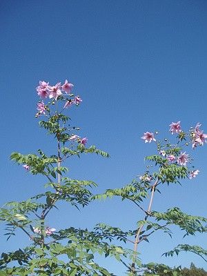 皇帝ダリアが満開に