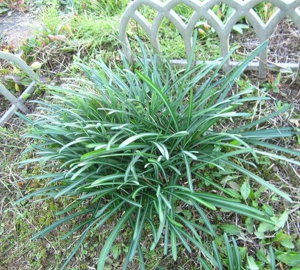 しっとりと始まり、は虫類の話で終わる（虫の写真あり）