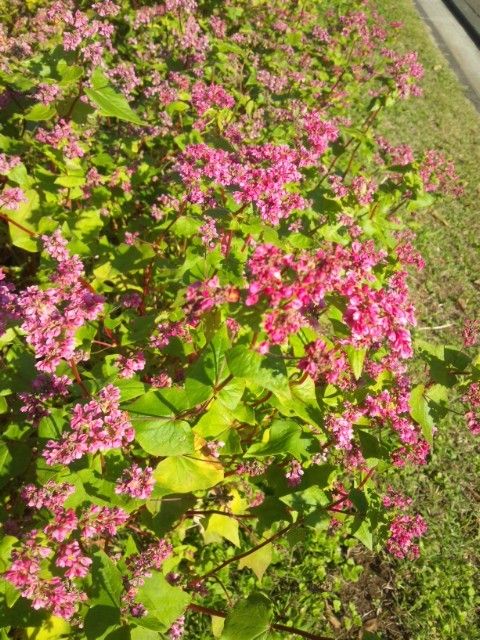 北総花の丘公園での講習会