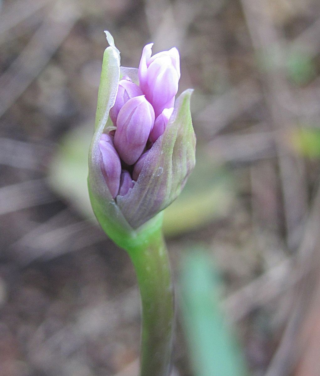 ツルバキアの花