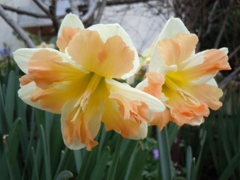 スイセンが開花！