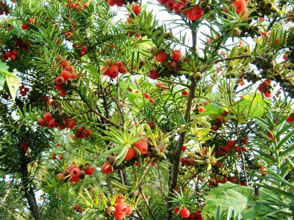 【園芸LOVE 原田が行く】秋から冬の植物生活は赤い実の観察