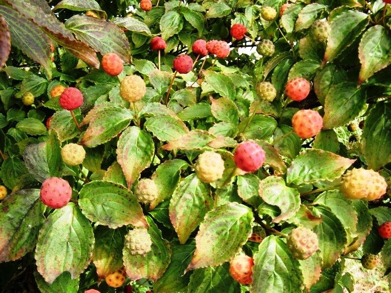 【園芸LOVE 原田が行く】秋から冬の植物生活は赤い実の観察