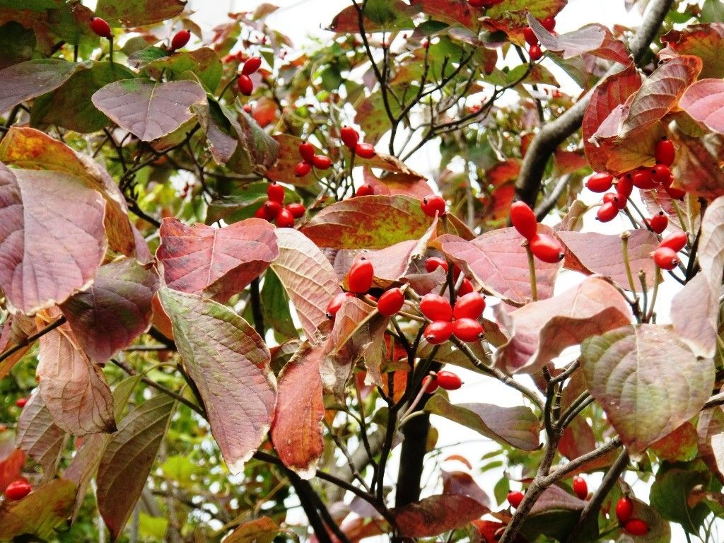 【園芸LOVE 原田が行く】秋から冬の植物生活は赤い実の観察