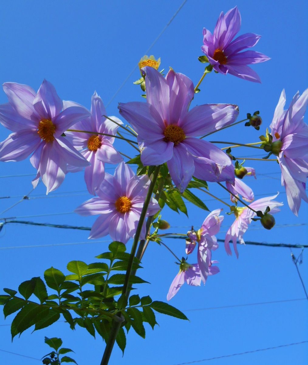 花の嘆き・・・・