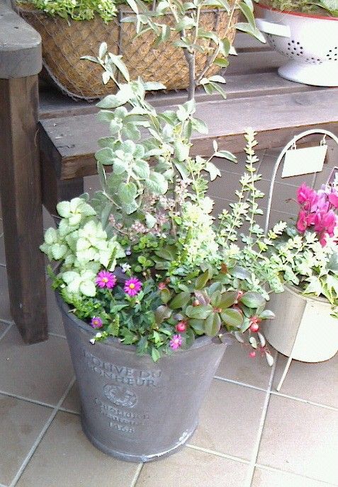 トミーオフィス近くのお花屋さんにあった寄せ植え。