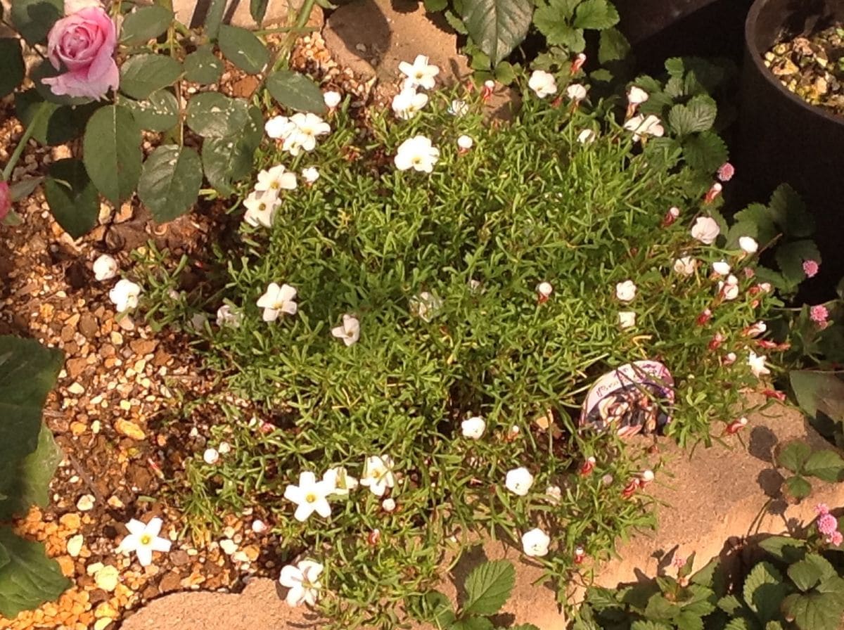 今日の花！