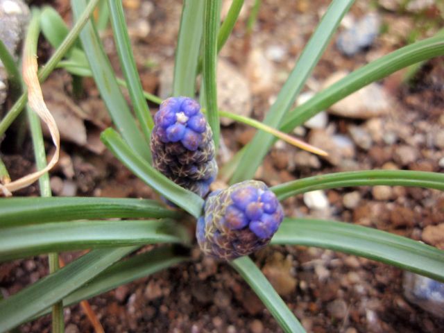 我が家のムスカリの蕾。