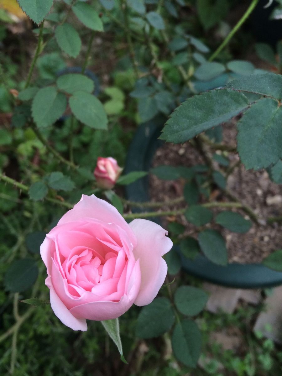 ロッキンバーも蕾がほころんで