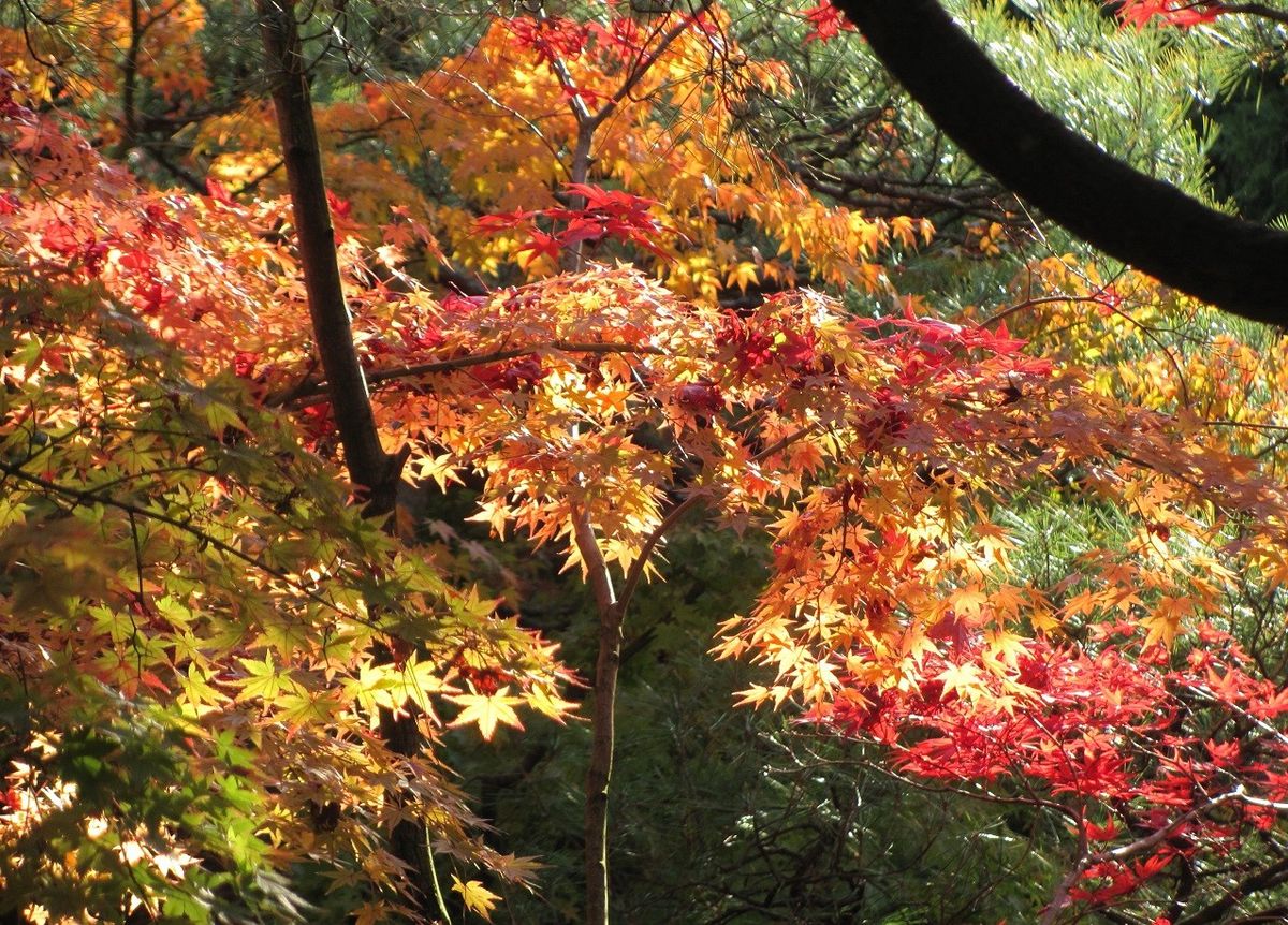 紅葉狩り