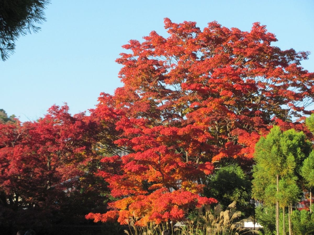 紅葉狩り