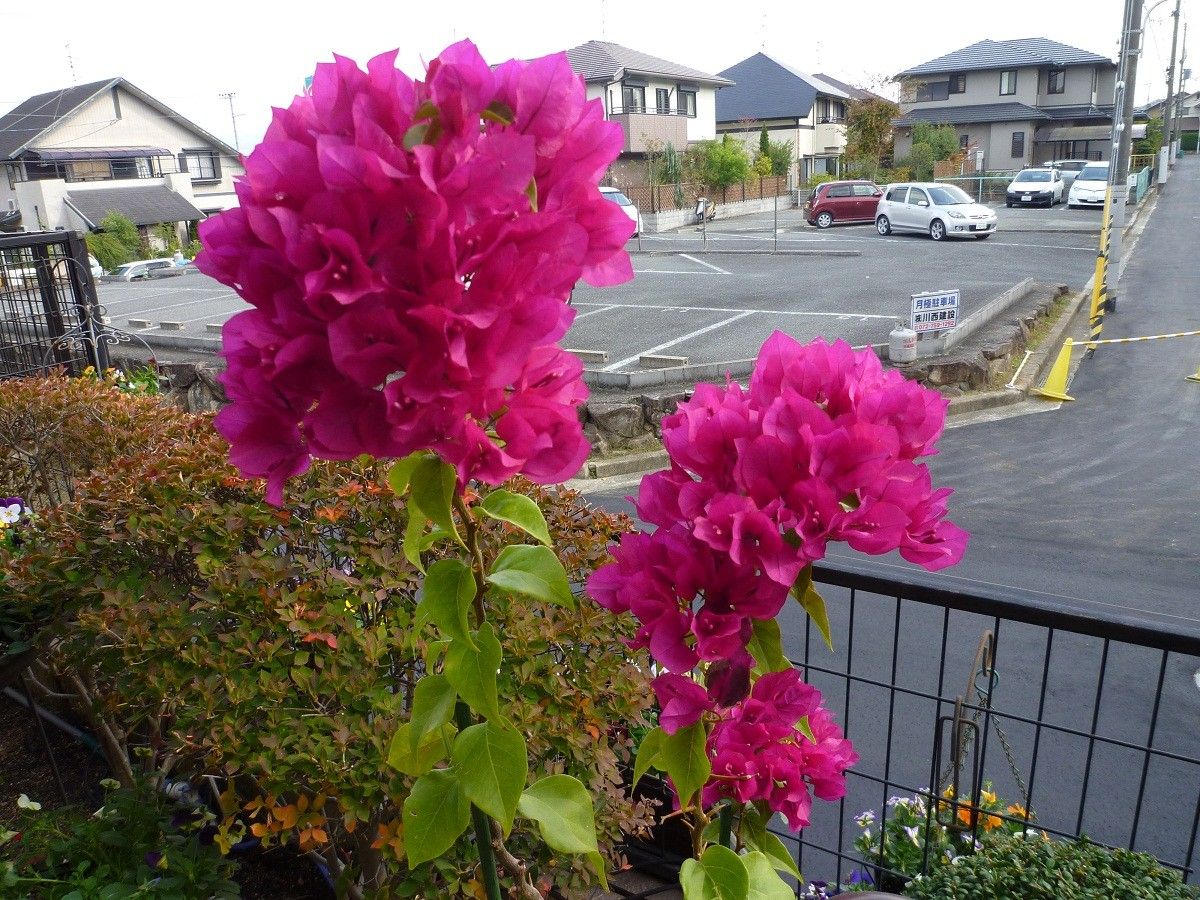 ブーゲンビリアとハイビスカスの花がまだ咲いています