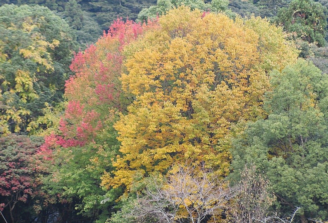 紅葉狩り　②