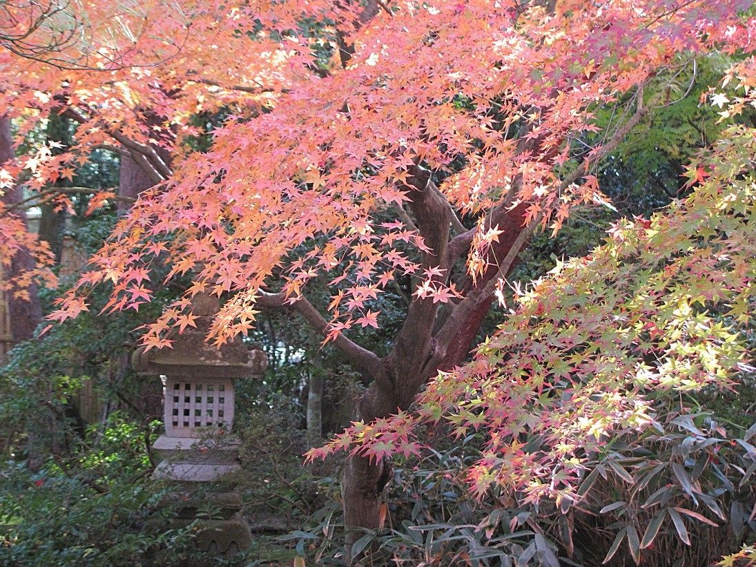 紅葉狩り　②