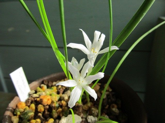 白い花ポリキセナ・ロンギチューバ