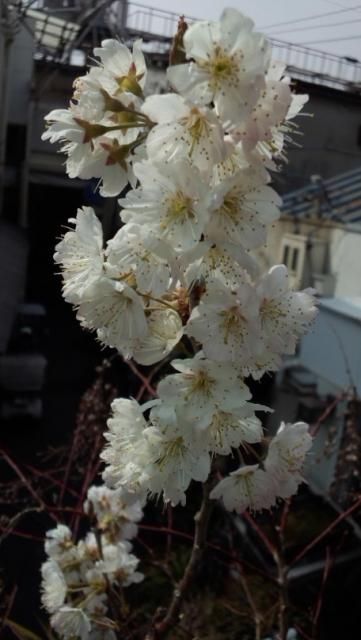 サクランボが開花しています。