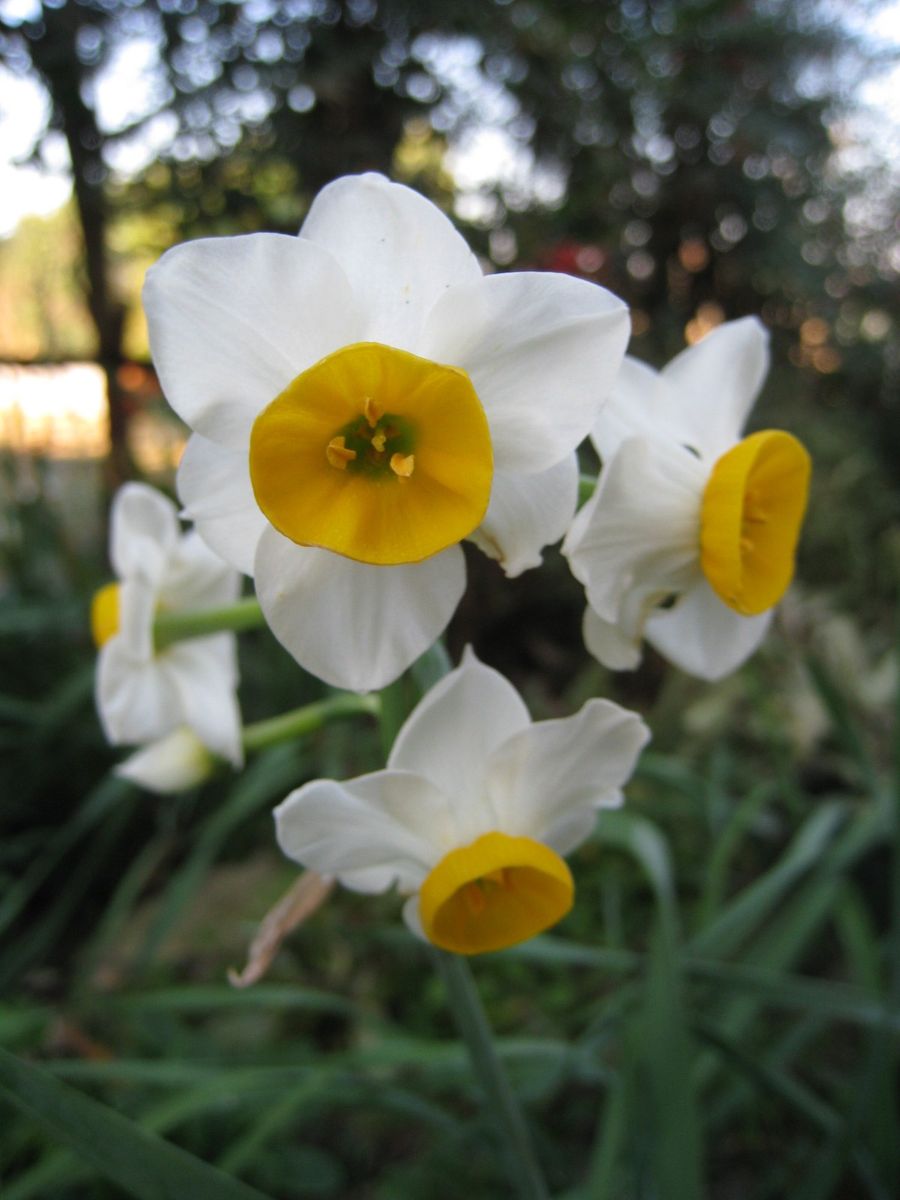 我が家も水仙が開花