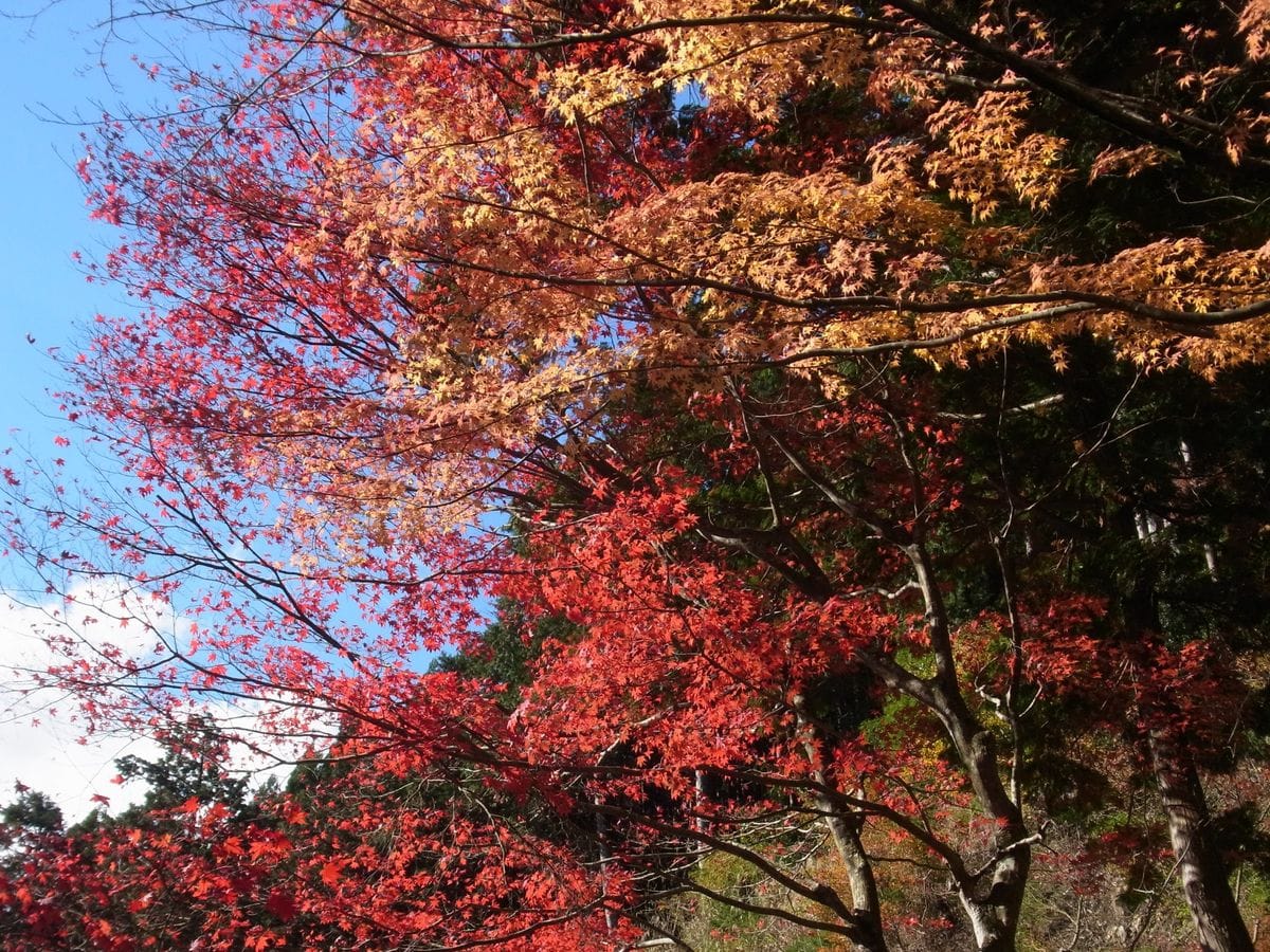 　紅葉を見に