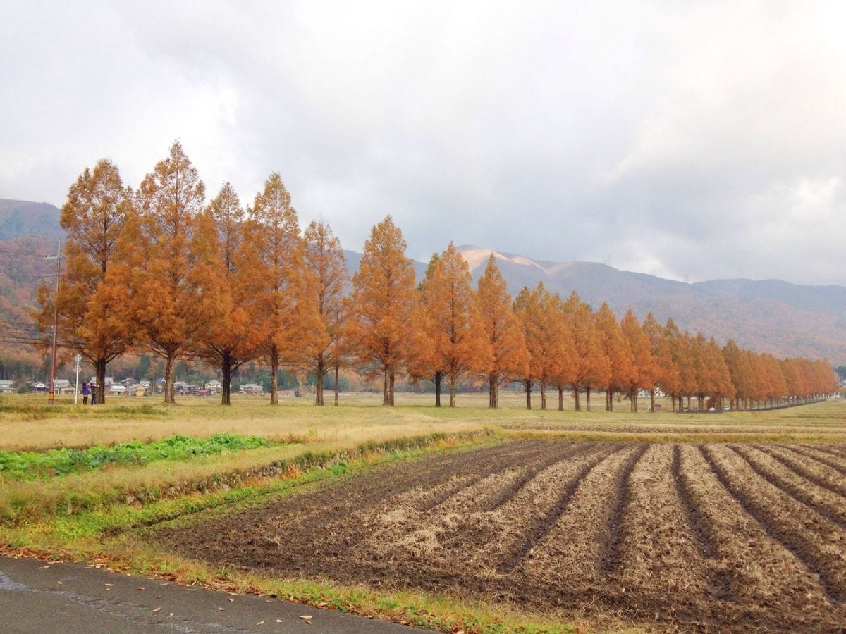 琵琶湖で紅葉狩り2014 [i:236]