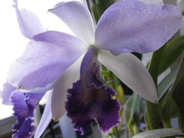 Lc.Hiroshima Melody'Blue Lagoon'